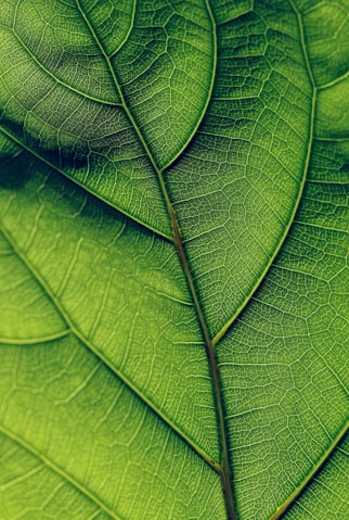 a plant leaf in moody outdoor lighting, representing peptide education.