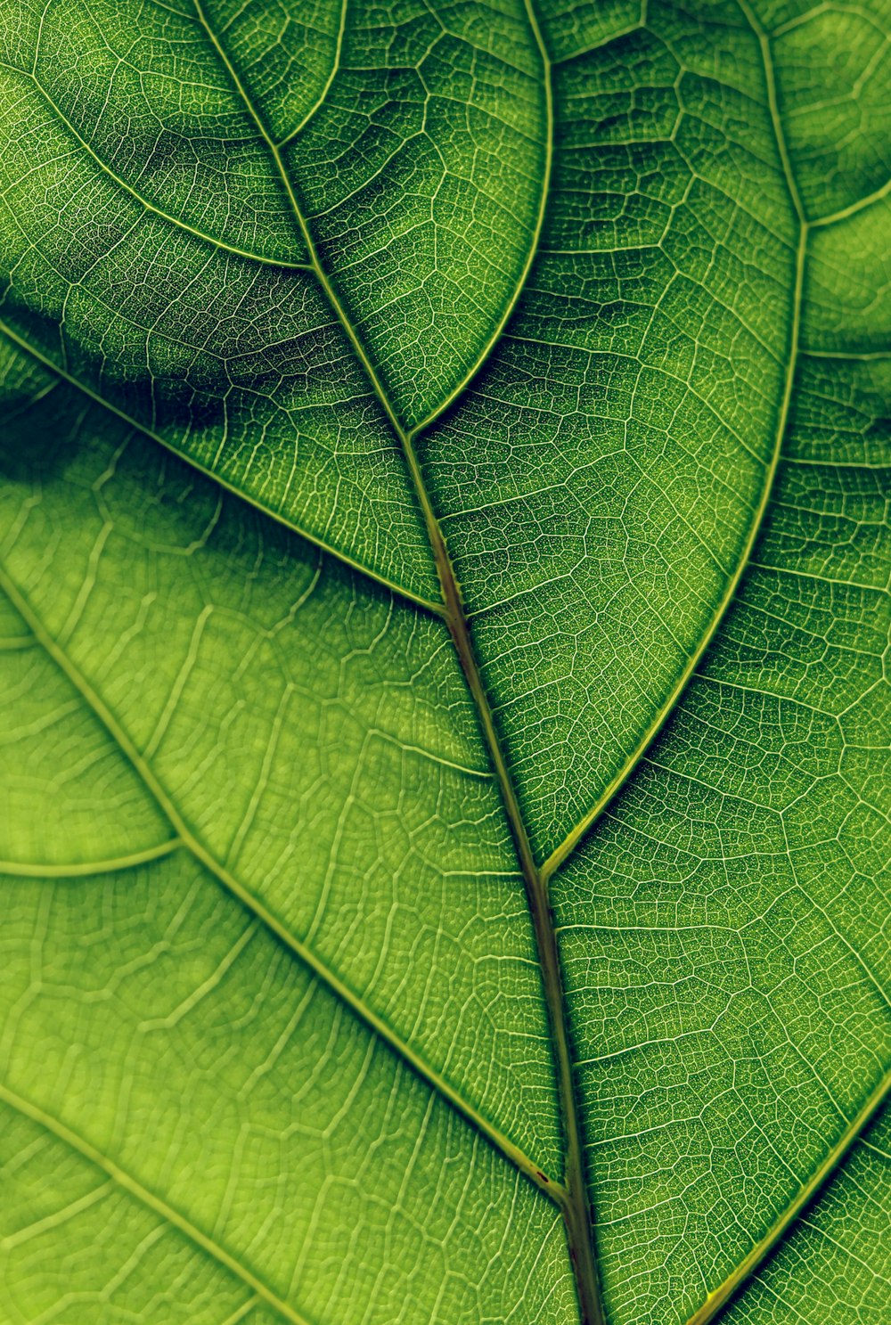 Hoja verde en la fotografía de primer plano