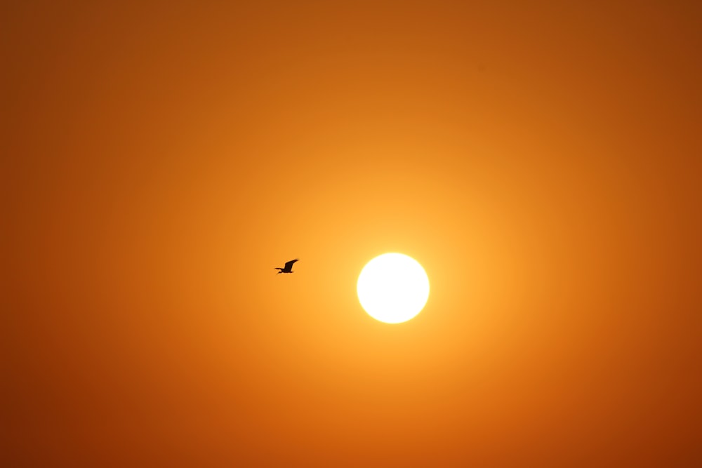 airplane flying during golden hour