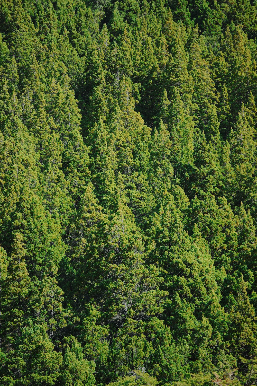 green trees on forest during daytime