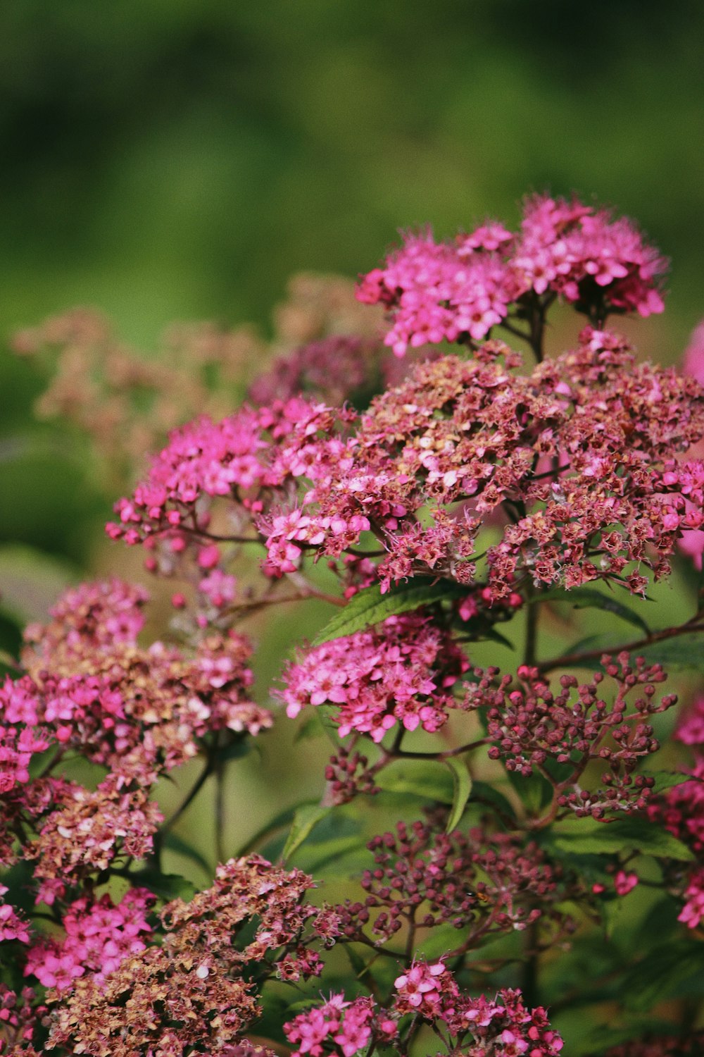 pink flowers in tilt shift lens