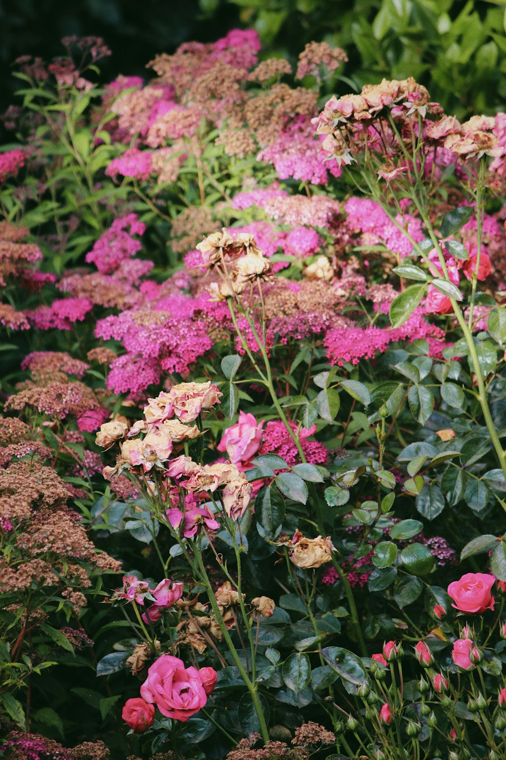 pink flowers with green leaves