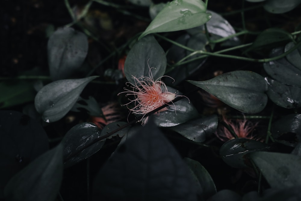 red and white flower in bloom