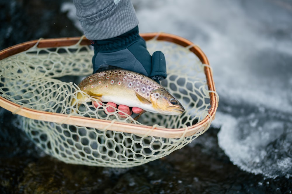 person in blue jacket holding fish with gloves during the winter