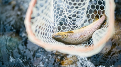 white and brown fish on black rock