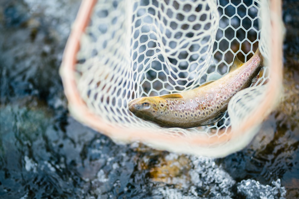 white and brown fish on black rock