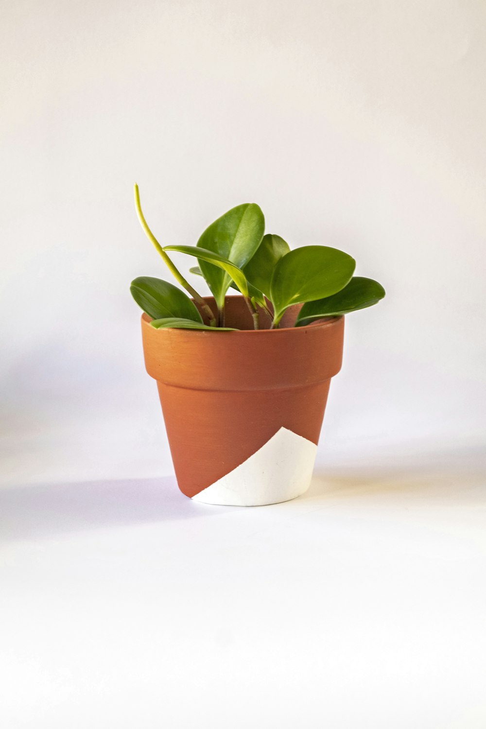 green plant on white and brown pot