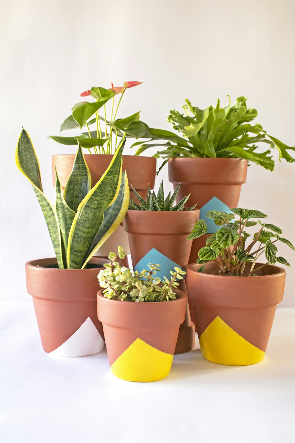 green and orange potted plants