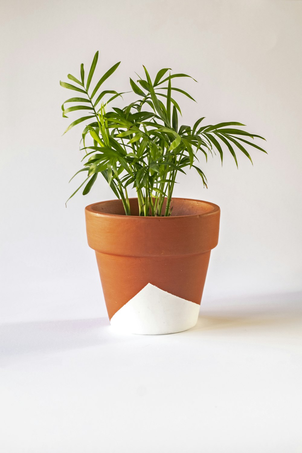 green plant on white and brown pot