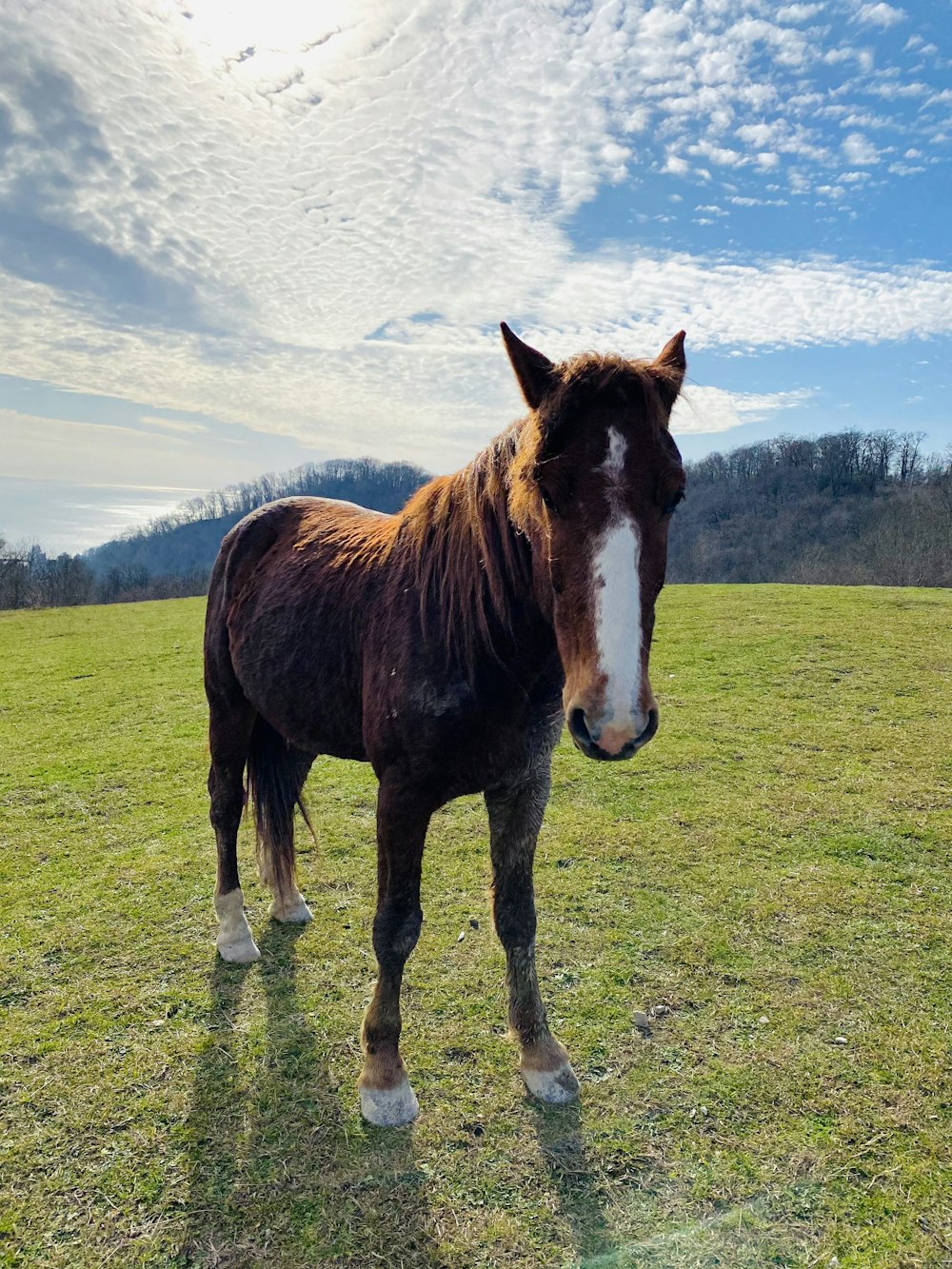 brown and white horse on green grass field during daytime