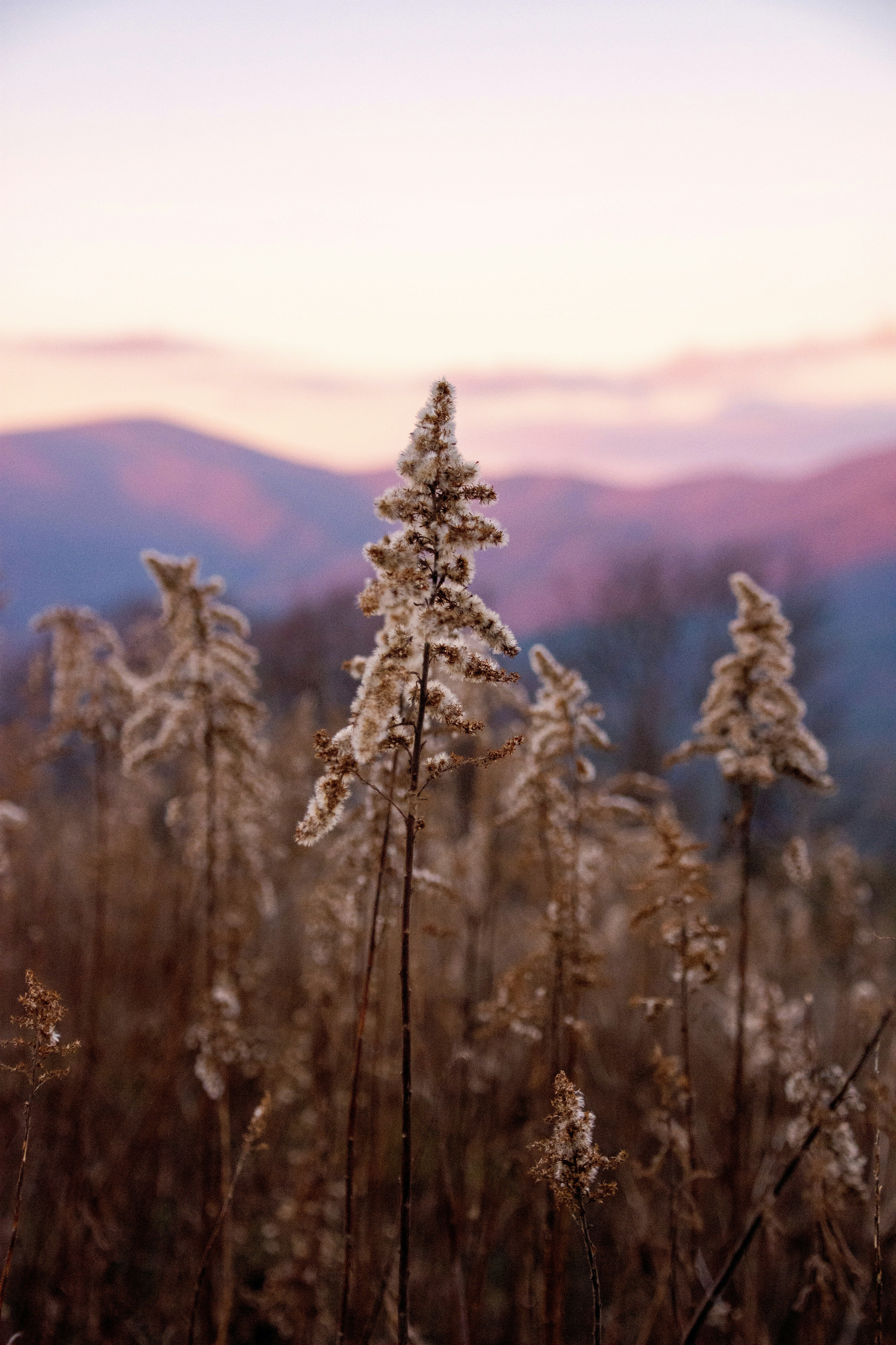 snow covered pine tree during daytime