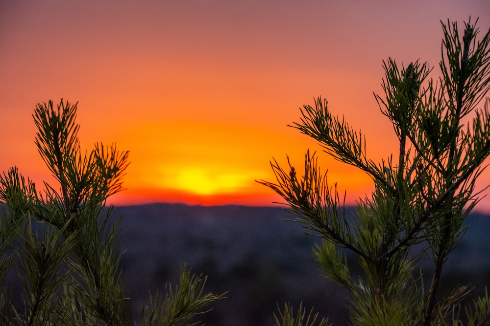 green grass field during sunset