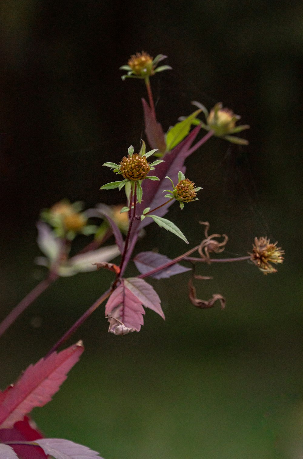 rosa und gelbe Blume in Tilt Shift Linse