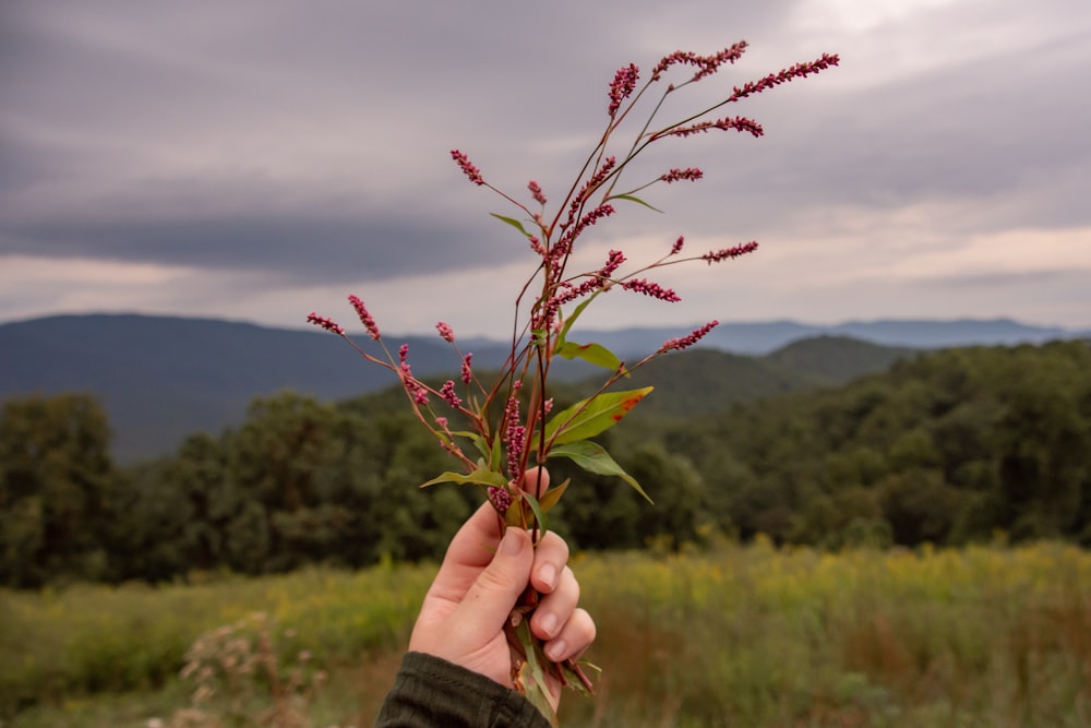 Person, die tagsüber rote Blüten hält