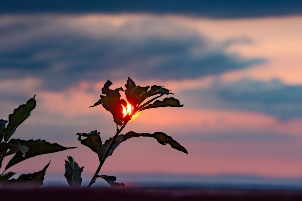 red flower under gray clouds