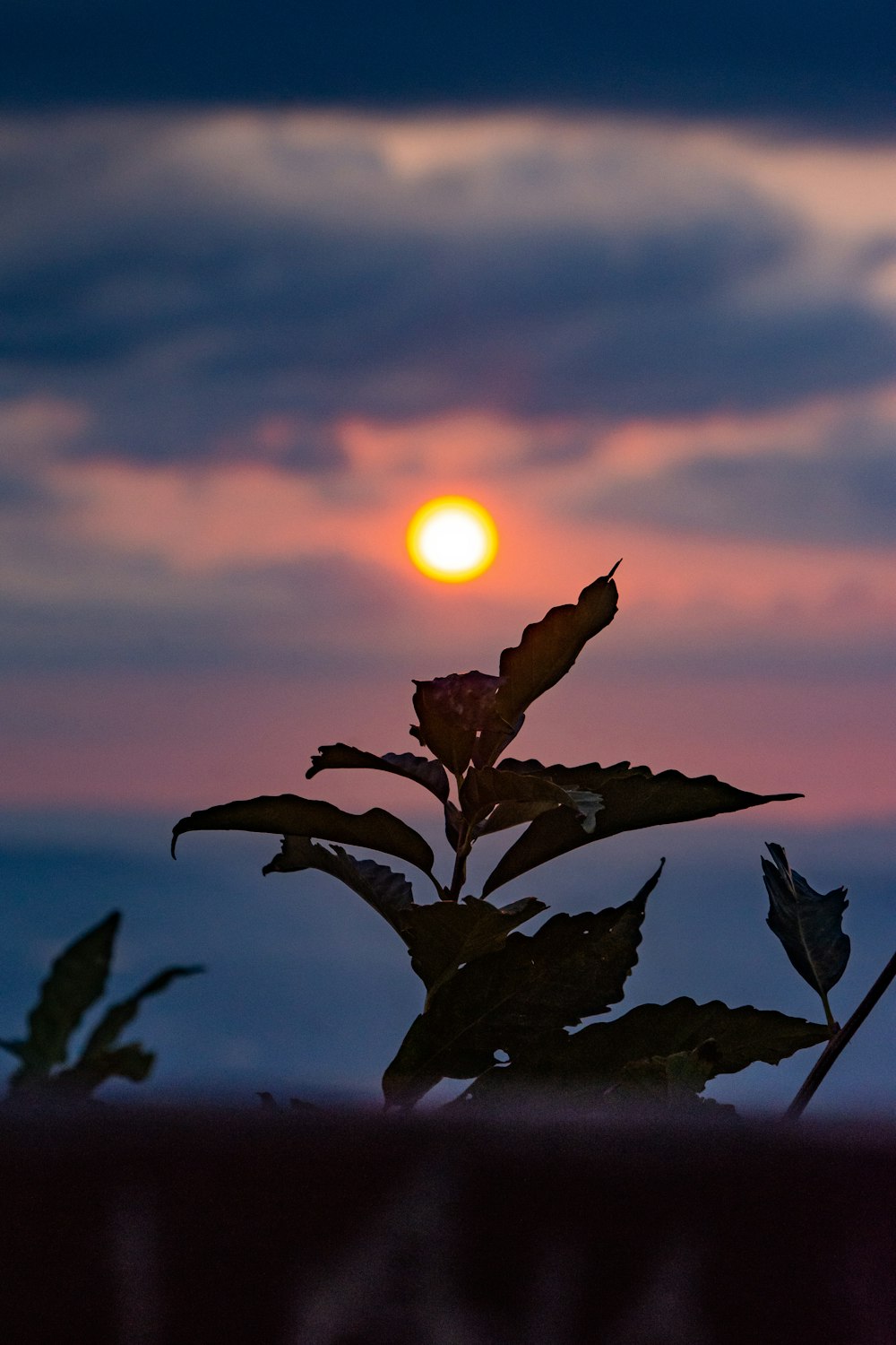 silhouette of plant during sunset