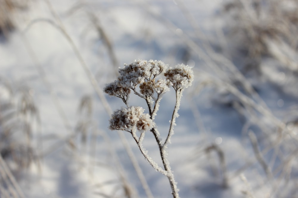 white flower in tilt shift lens