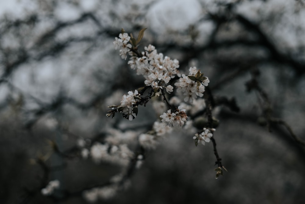 white flower in tilt shift lens