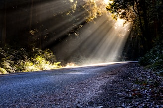 gray asphalt road between green trees during daytime