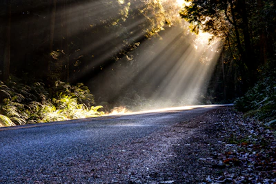 gray asphalt road between green trees during daytime