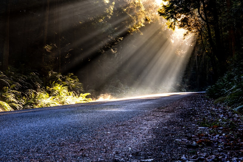 gray asphalt road between green trees during daytime
