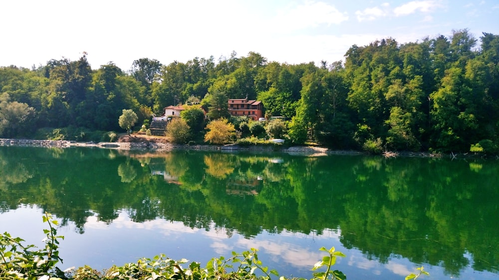 green trees beside lake during daytime