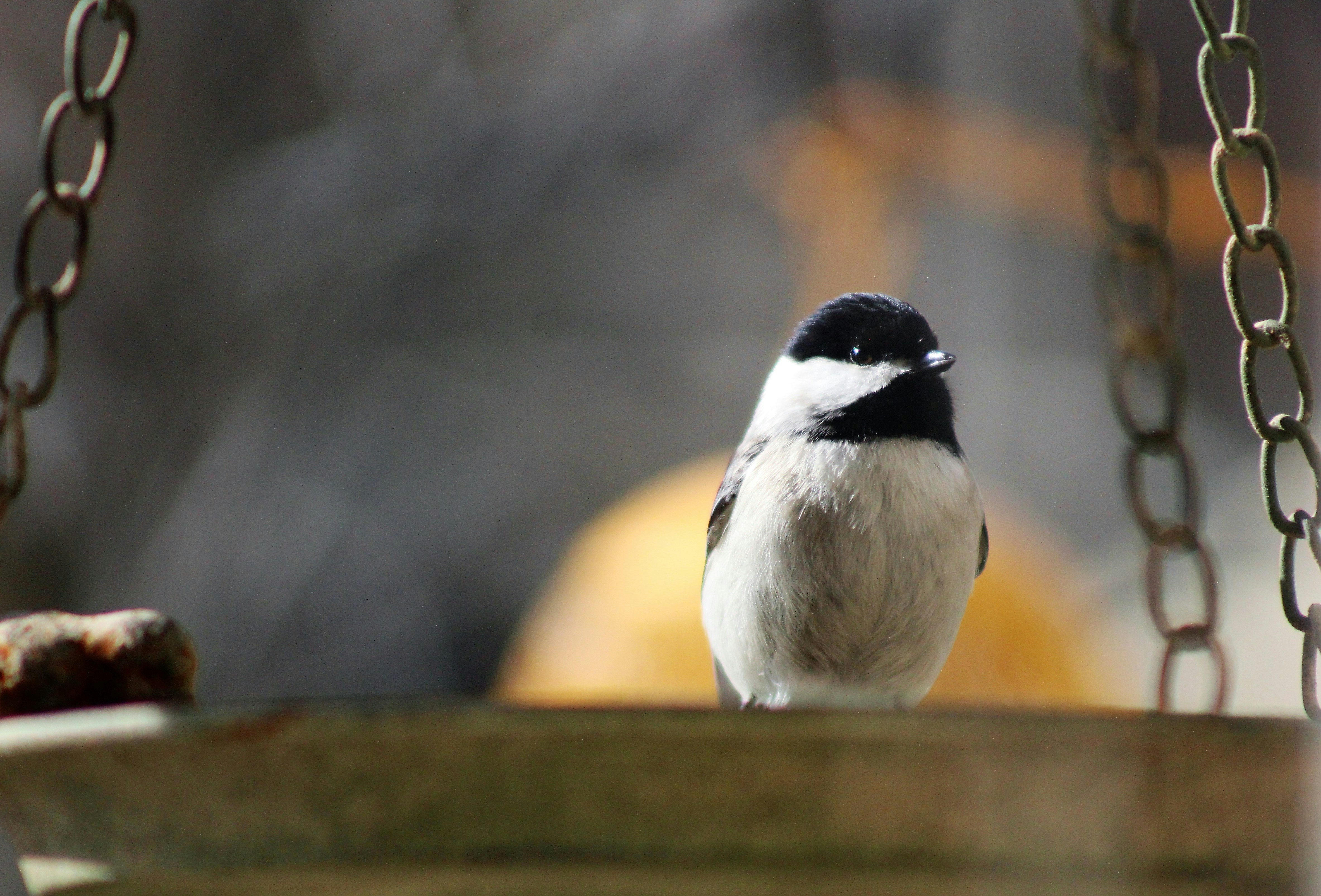 Photo by arkansas007