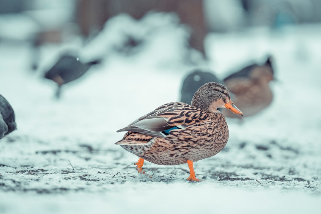 brown and white duck on snow covered ground during daytime