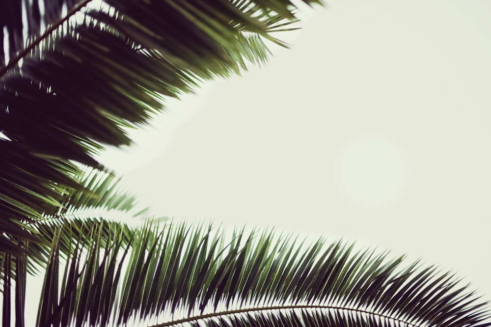 palmeira verde sob o céu branco