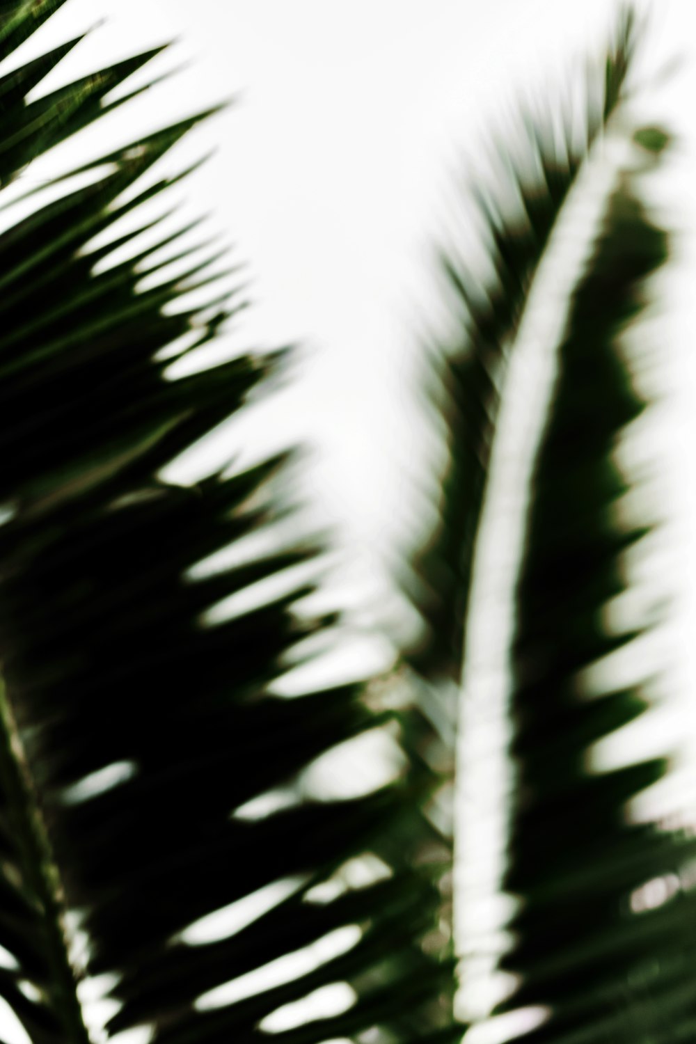 black and white feather on brown tree branch