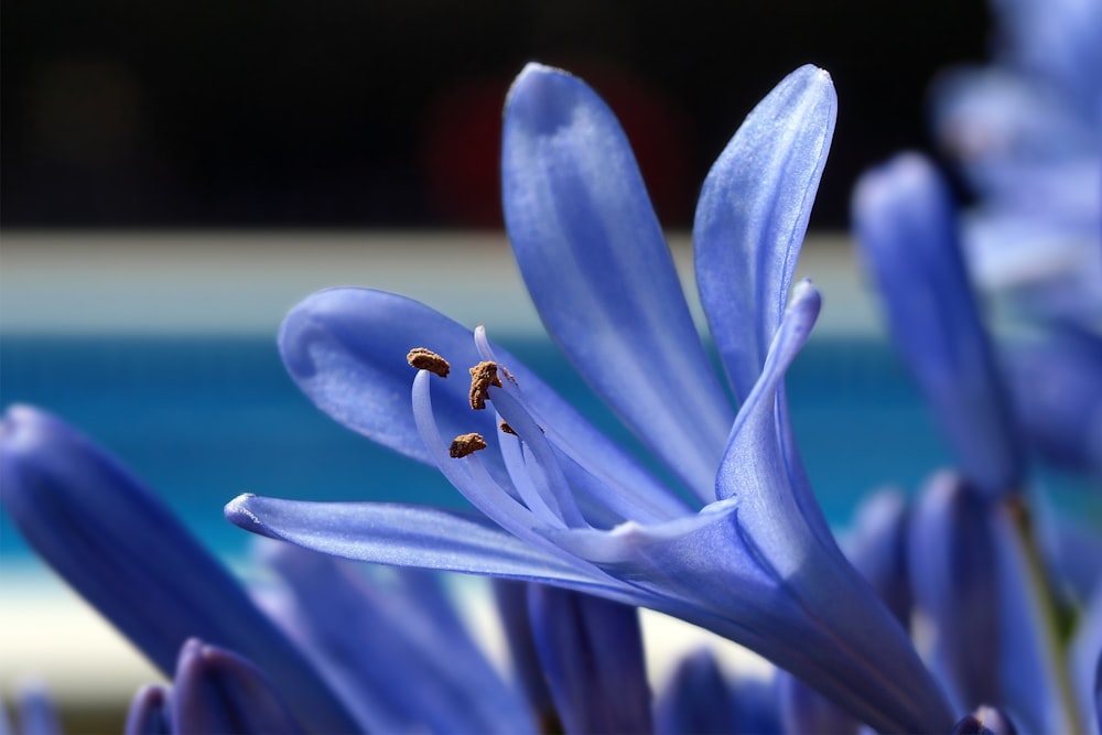 black and yellow bee on blue flower