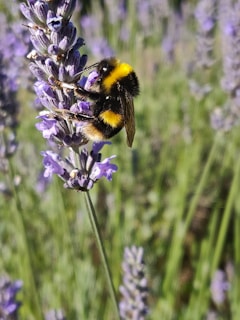 black and yellow bee on purple flower during daytime