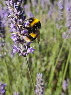 black and yellow bee on purple flower during daytime