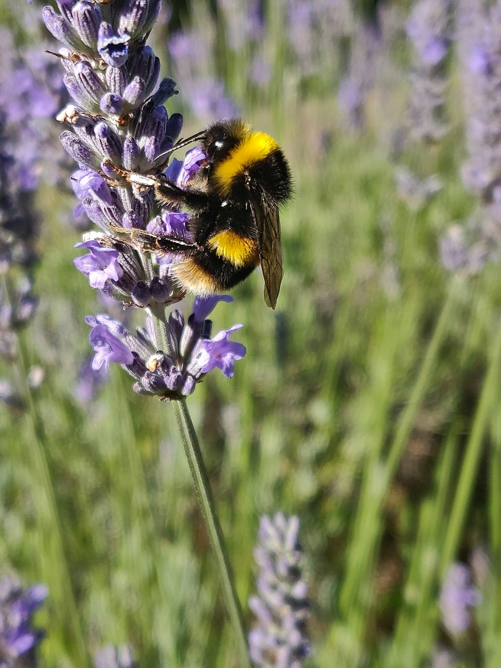 昼間の紫色の花に黒と黄色の蜂