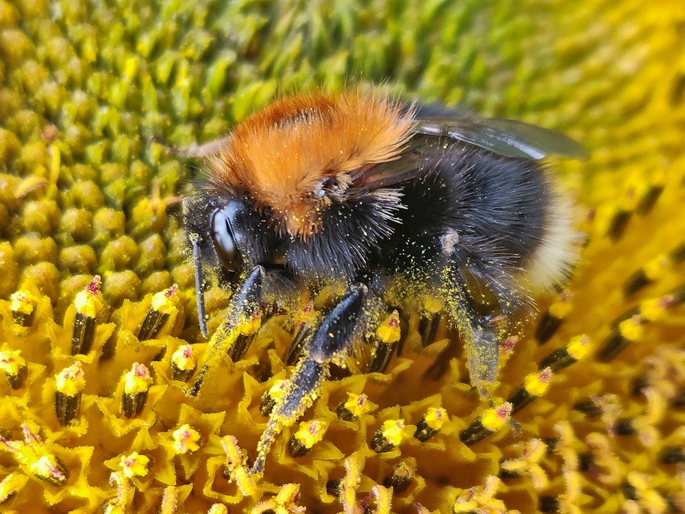 abeja negra y amarilla sobre flor amarilla