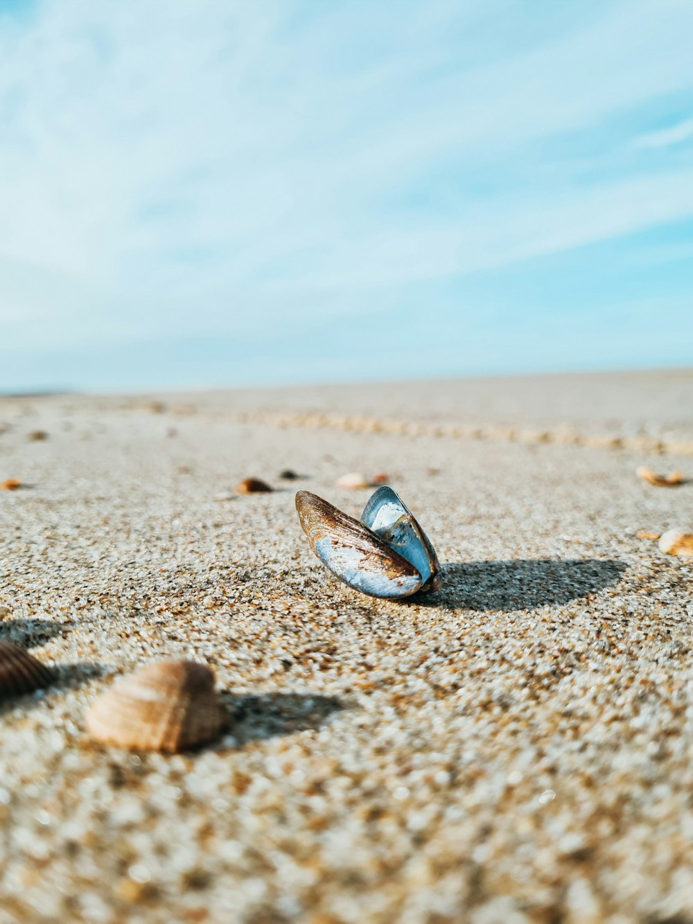 blue and brown shell on brown sand during daytime