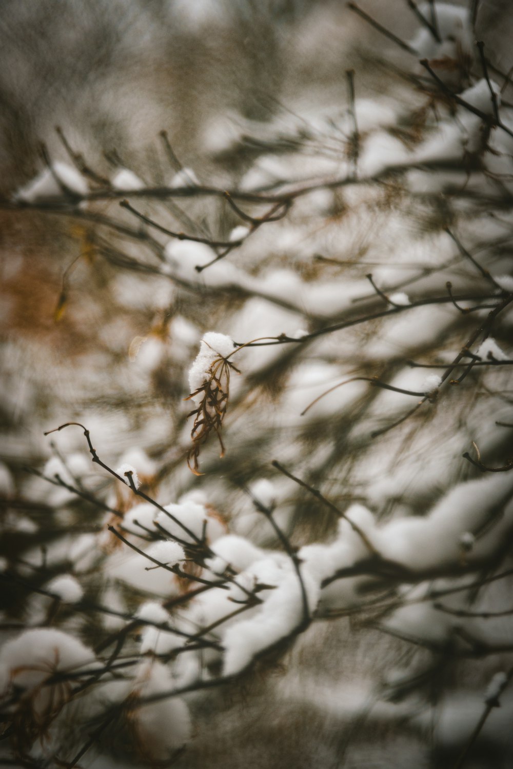 brown tree branch with snow