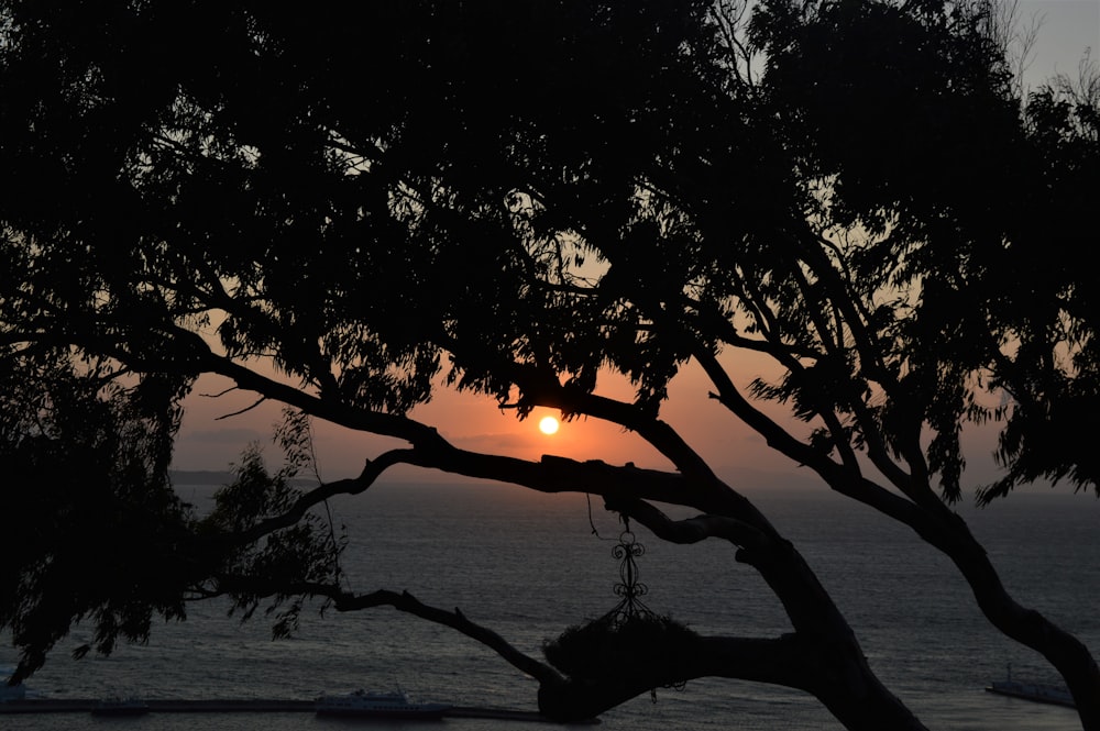 silhouette of trees near body of water during sunset