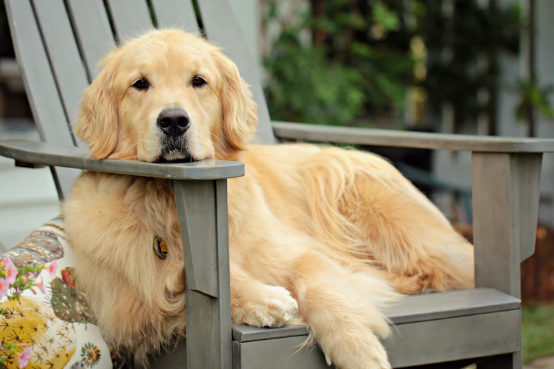 Wren, a young light-gold Golden Retriever, lounging on a wooden garden chair