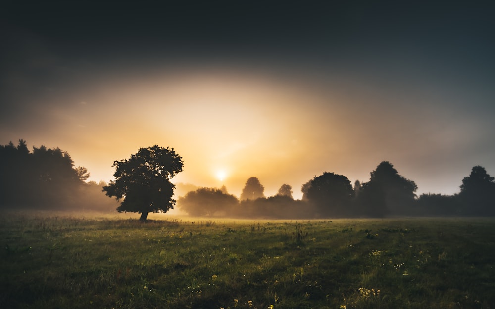 Grünes Grasfeld mit Bäumen bei Sonnenuntergang