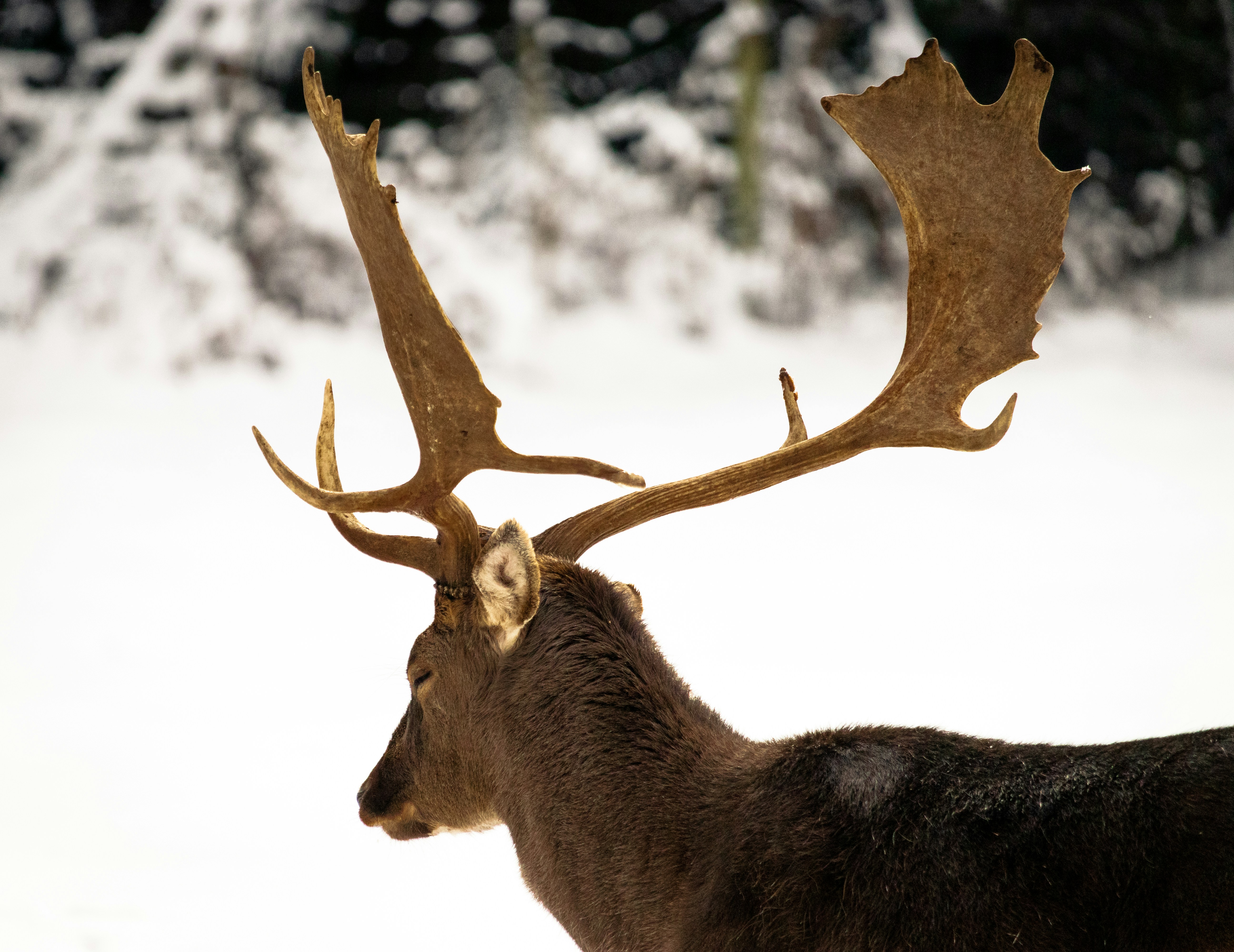 Nature-inspired artwork featuring a brown deer standing on a tree branch