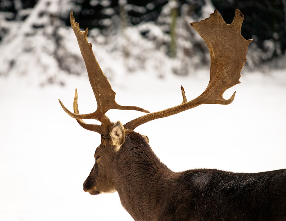 brown deer standing on brown tree branch during daytime