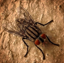 A close-up view of a fly resting on a rough, textured surface. The fly's intricate wings are spread out, displaying detailed patterns. Its distinct red eyes and thin legs are prominently visible.