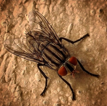 A close-up view of a fly resting on a rough, textured surface. The fly's intricate wings are spread out, displaying detailed patterns. Its distinct red eyes and thin legs are prominently visible.