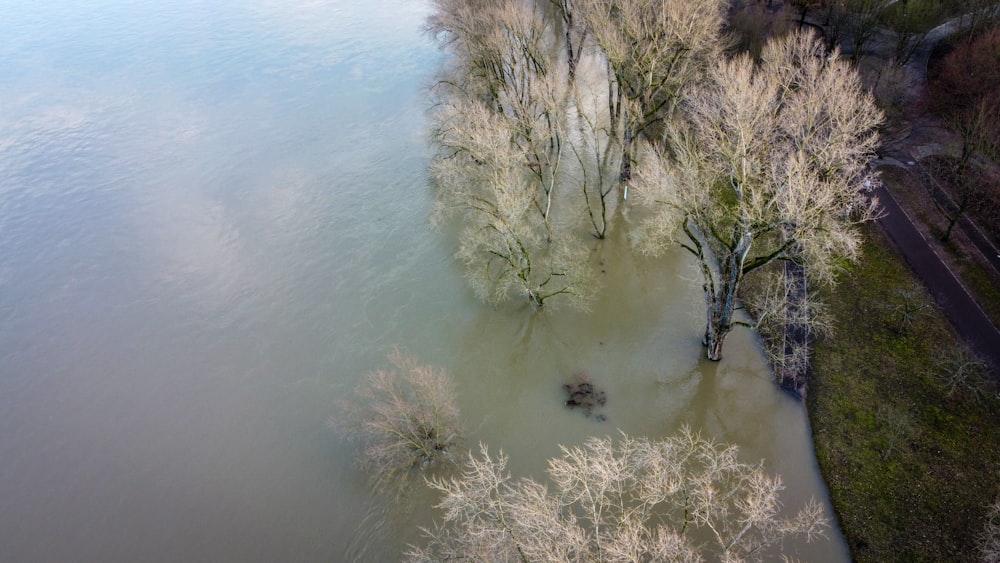 gray leafless tree on body of water