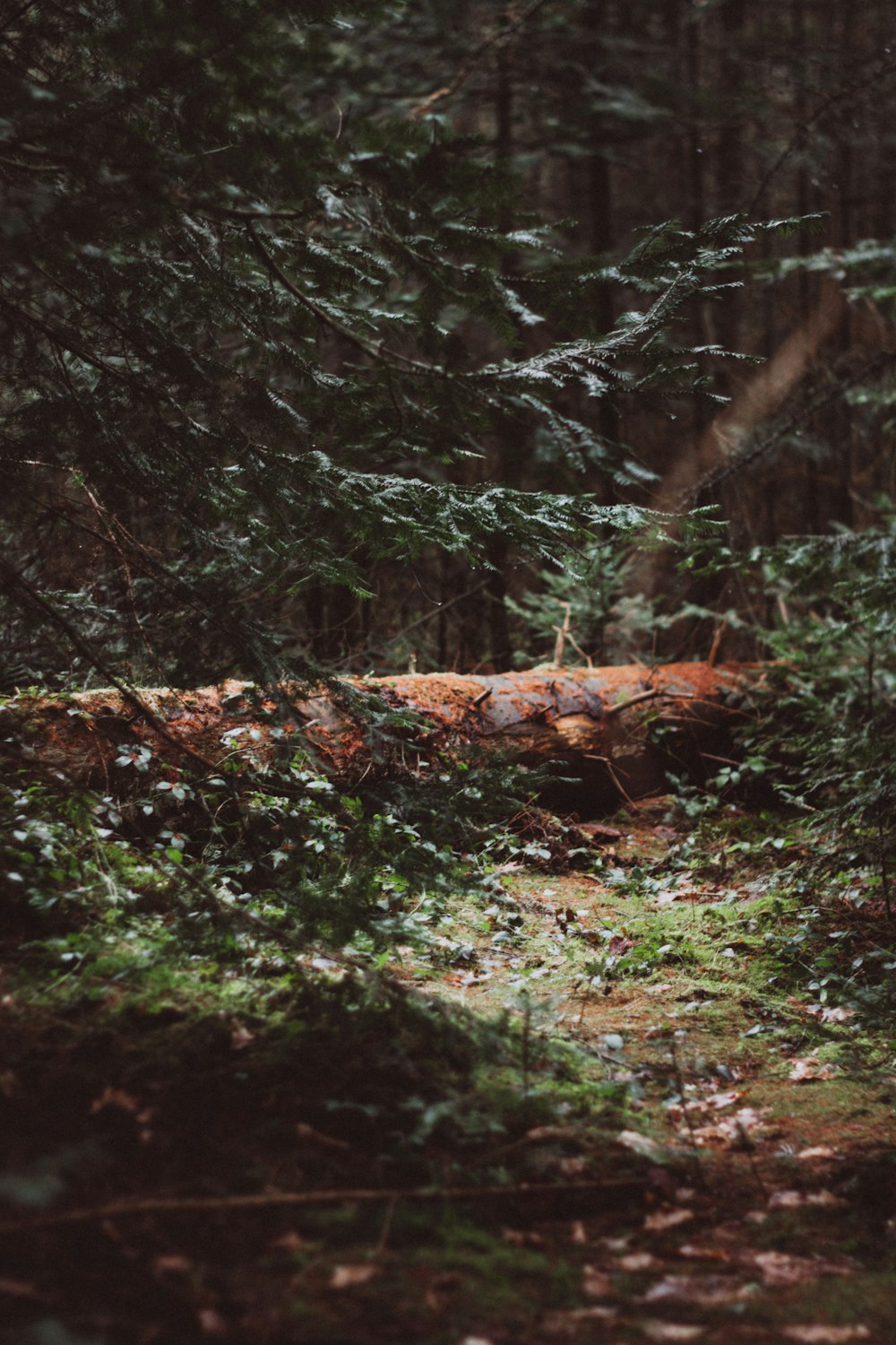 brown tree log on green grass