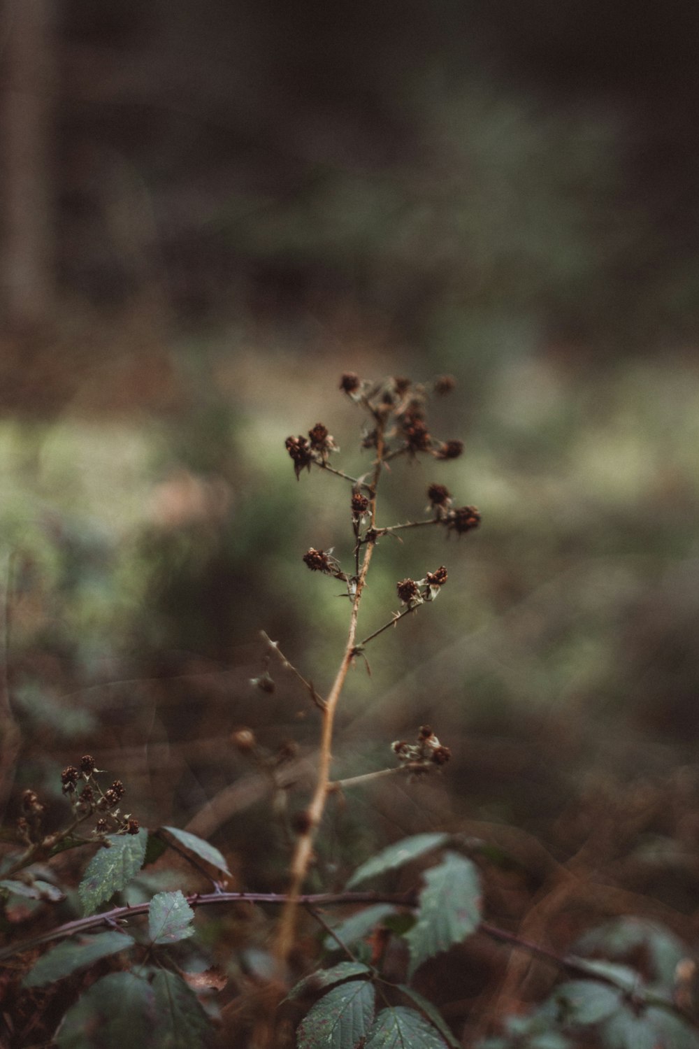 brown and green plant in tilt shift lens