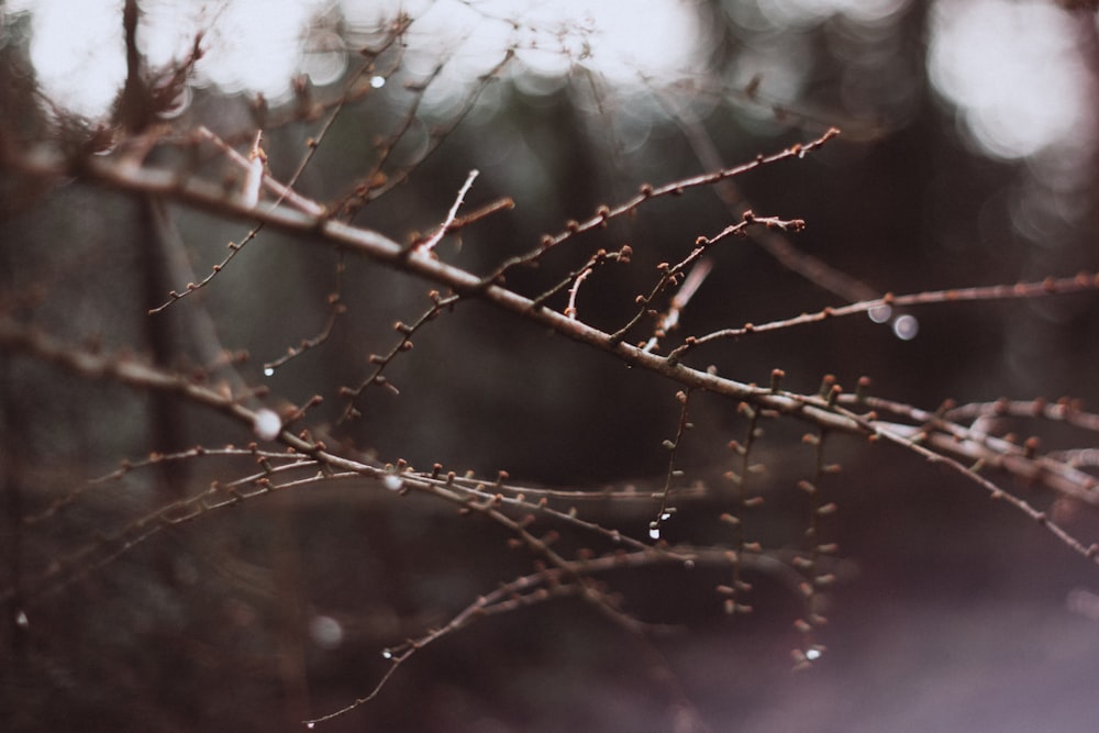 water droplets on brown tree branch