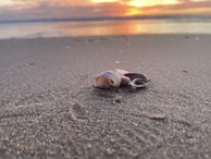 Close-up of seashells and footprints along the shoreline at sunrise.