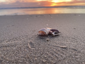 A detailed close-up view of several seashells scattered on a sandy beach with a soft-focus background. The ocean water reflects the vibrant hues of a sunset sky full of orange, pink, and purple tones.